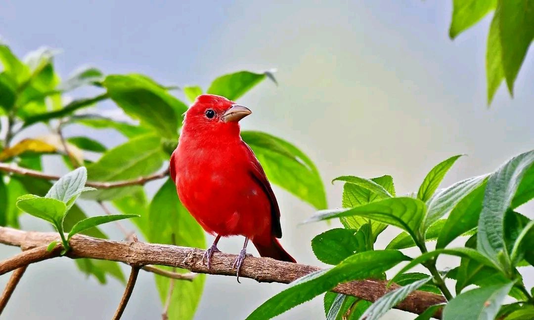 鸟类中羽毛以红色为主的种类并不多,这种叫枚红唐纳雀的鸟,通体红色