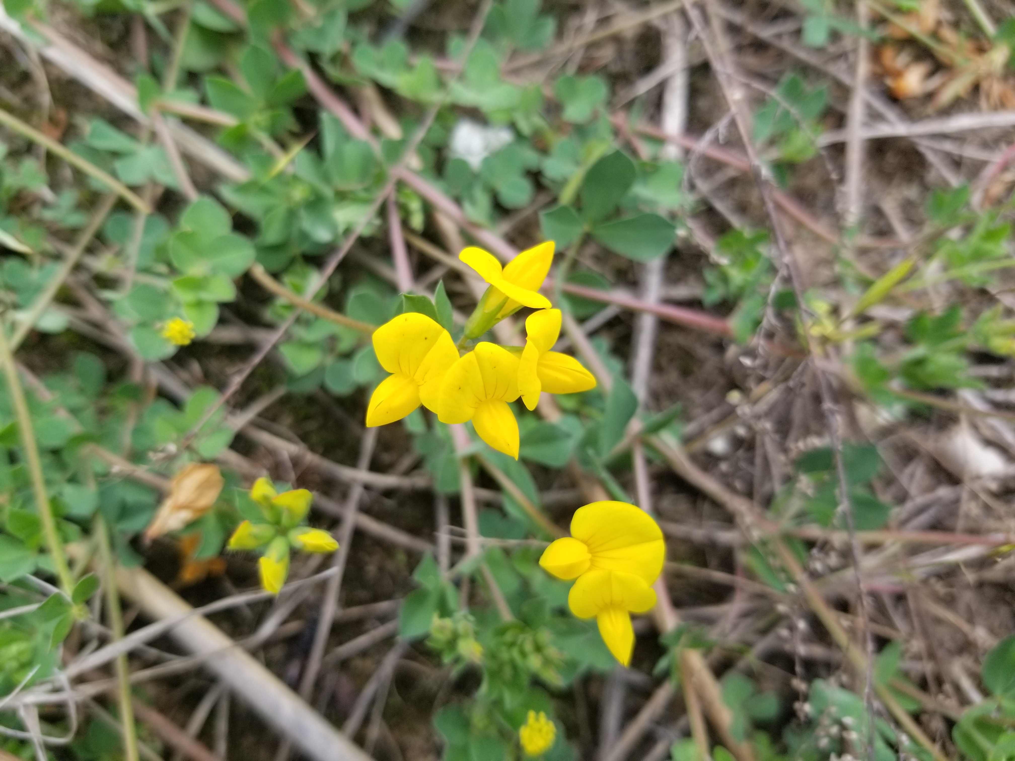 百脉根是一种怎样的植物