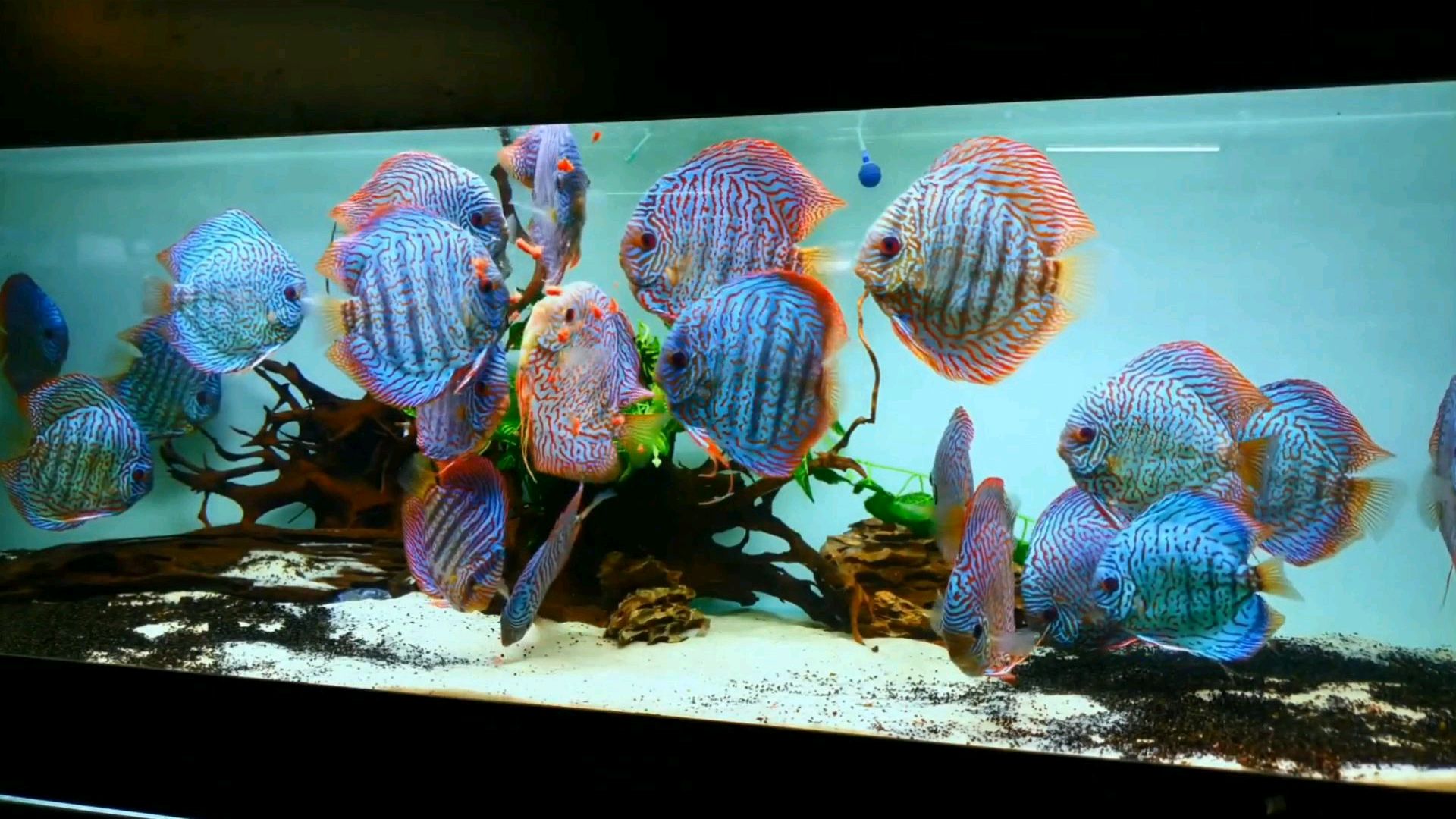 真奇怪!最美丽的热带鱼皇后居然吃“汉堡”