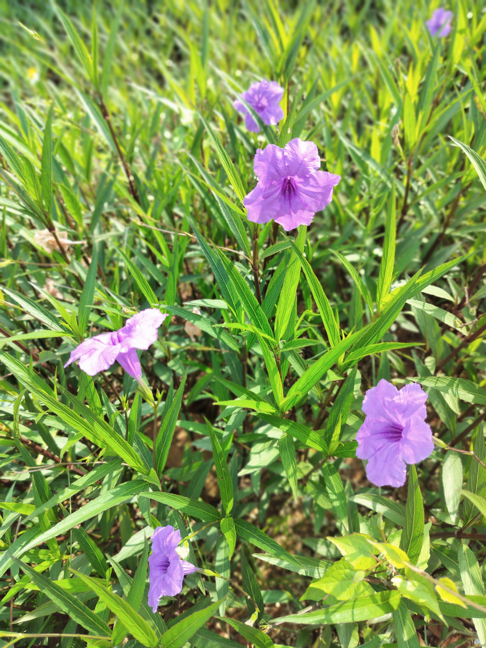 看到路边的野花野草,随手一拍,便成了一道亮丽的风景,初秋时节,一派