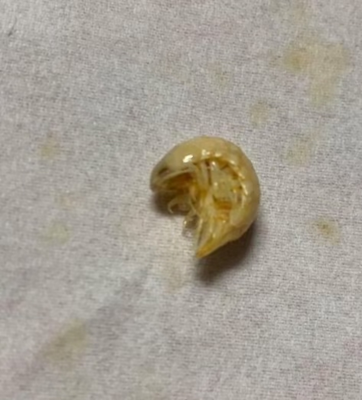 给孩子买点虾皮补钙,结果看到一个皮皮虾幼崽,好可爱