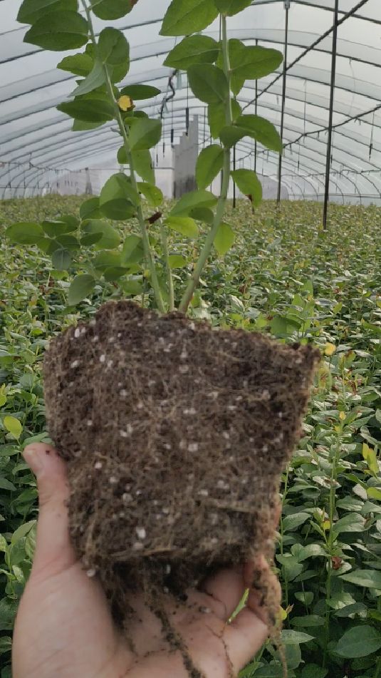 法新蓝莓苗南高优质品种可以剪串果的品种