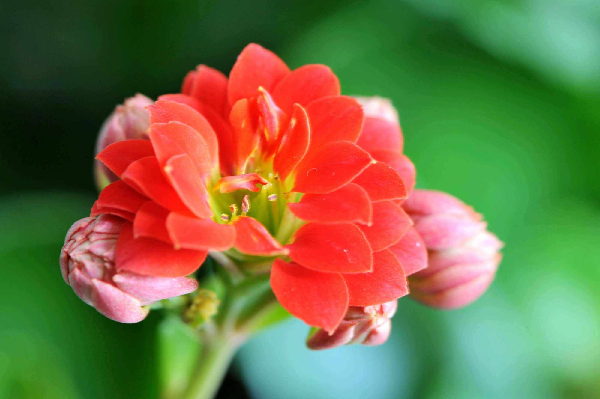 长寿花有了花苞,要想开花绚丽,该怎样管理?