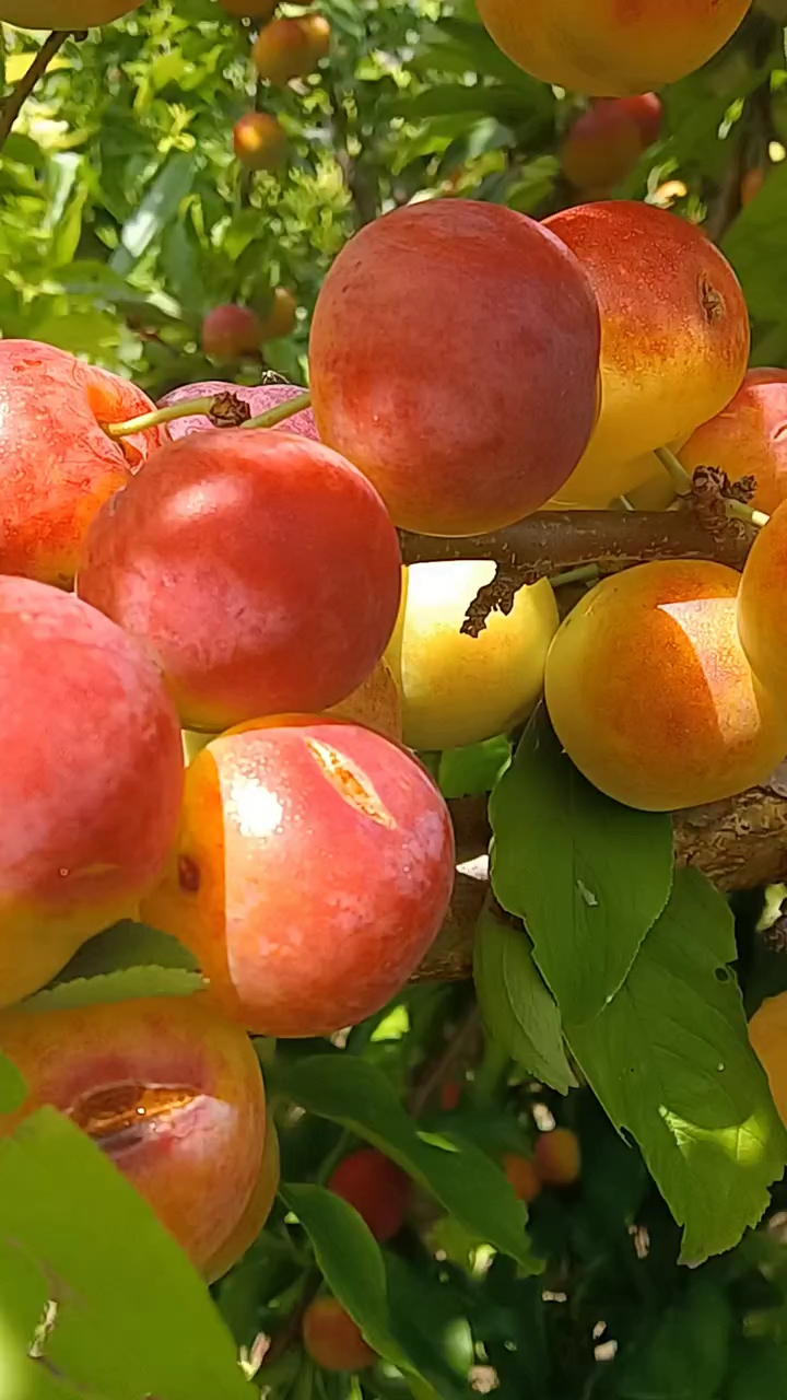 大紅袍李子苗價格哪裡有大紅袍李子苗大紅袍李子苗多少錢一棵