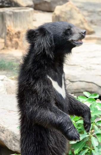 杭州动物园黑熊"人里人气"事件解析:真相揭晓