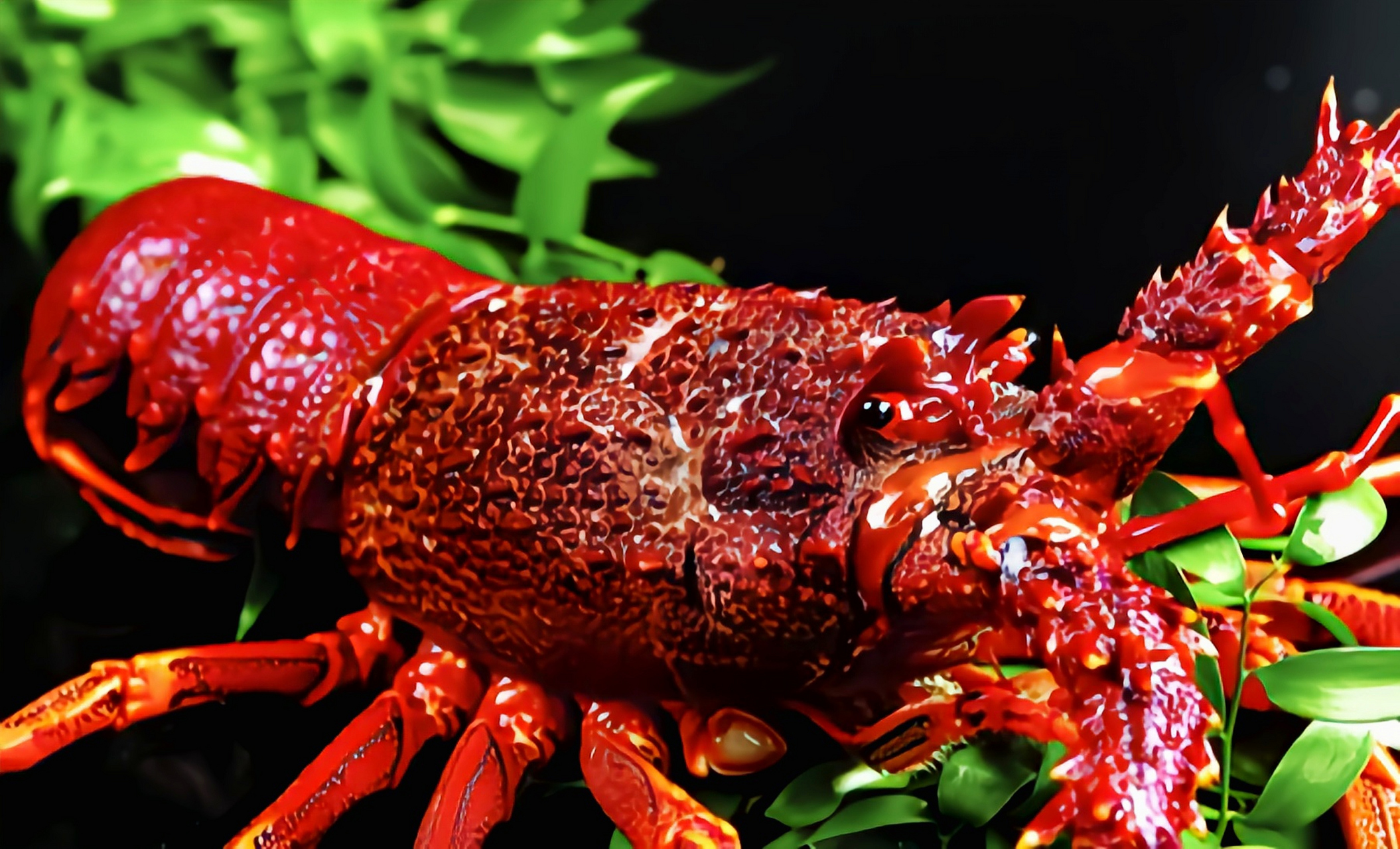 是澳洲最具商业捕捞价值的物种.