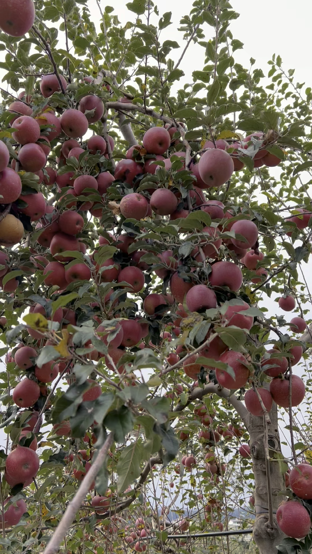 冬天还有苹果挂在树上这种现摘的有冰糖心口感也是脆和甜