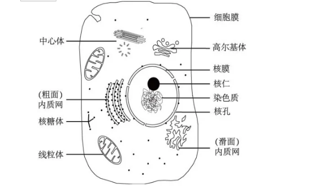 高尔基体怎么画图片