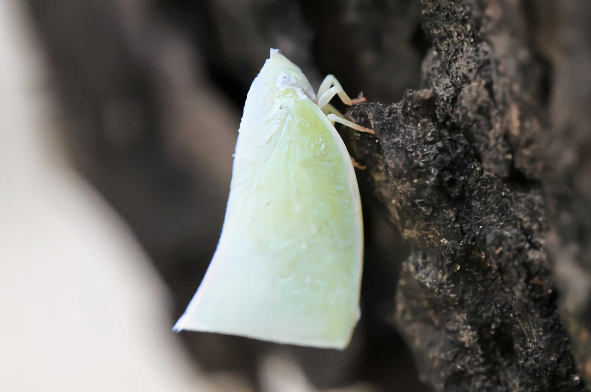 每天认识一种昆虫——青蛾蜡蝉 青蛾蜡蝉又名褐缘蛾蜡蝉,是同翅目,蛾