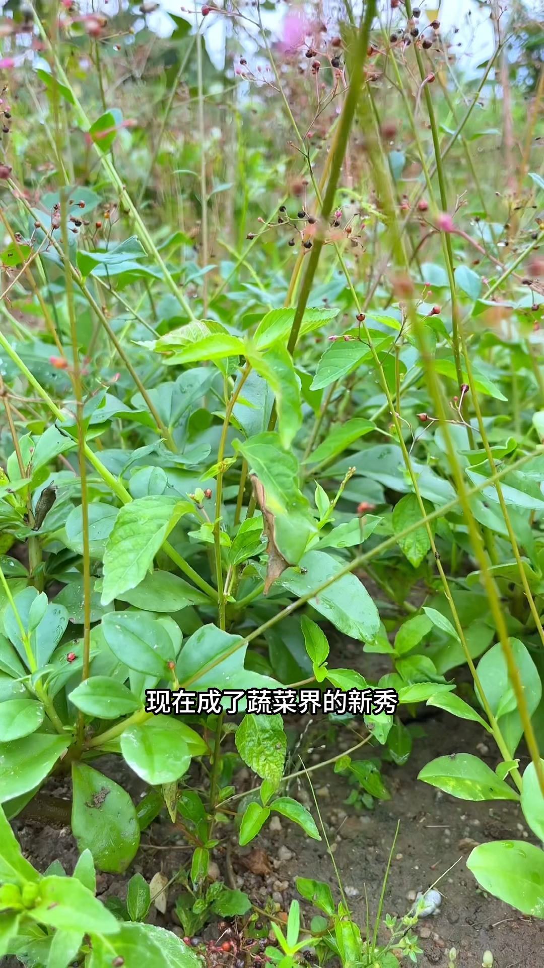 农村常见的土人参又叫人参菜,现在成了蔬菜界的新秀