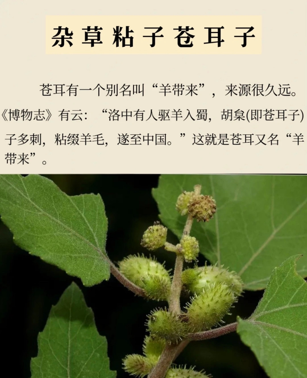 每天认识一味中药——苍耳子