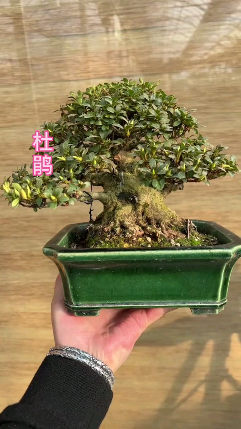 精品矮霸杜鹃,喜欢收藏盆景的细看-度小视