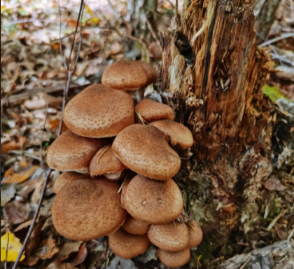 長在樹上的菌類