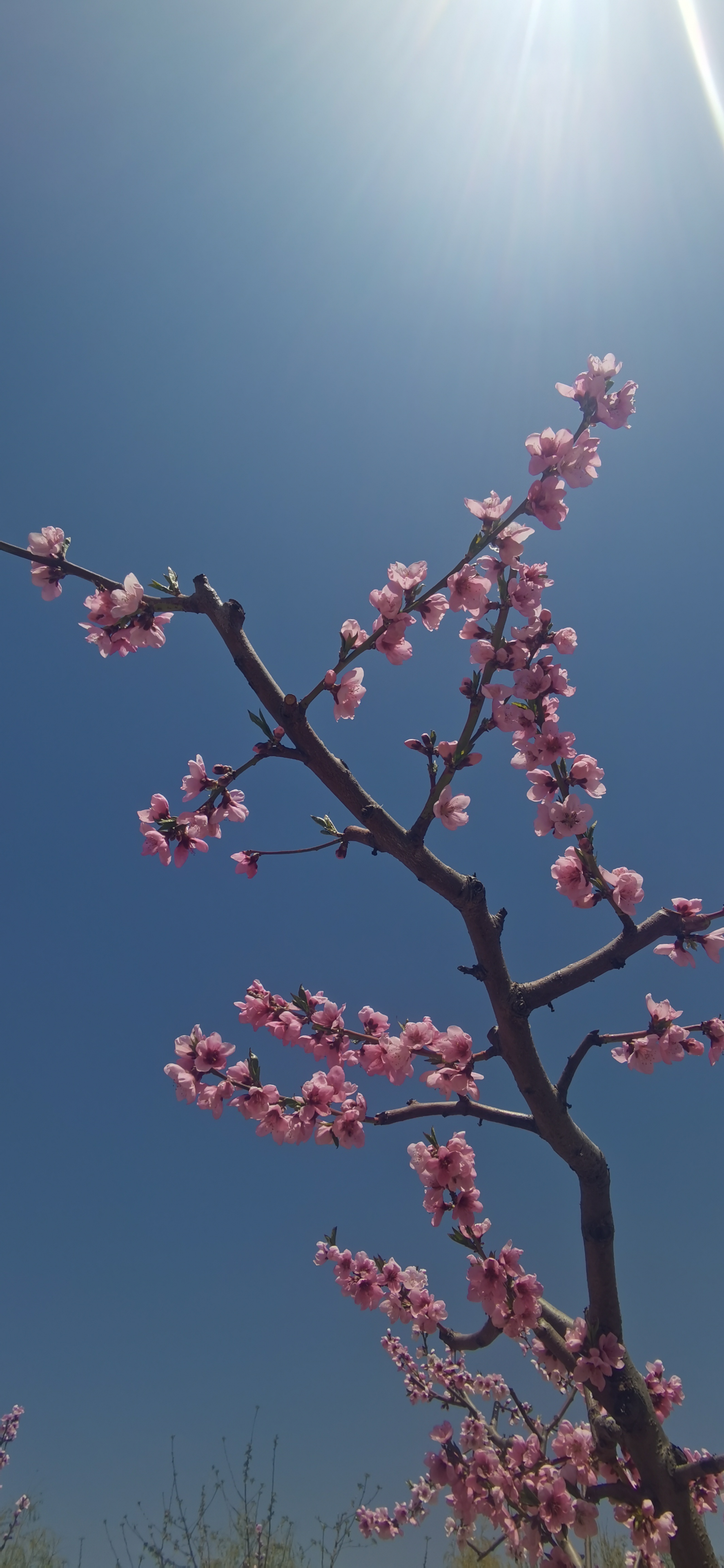 桃花图片大全大图真实图片