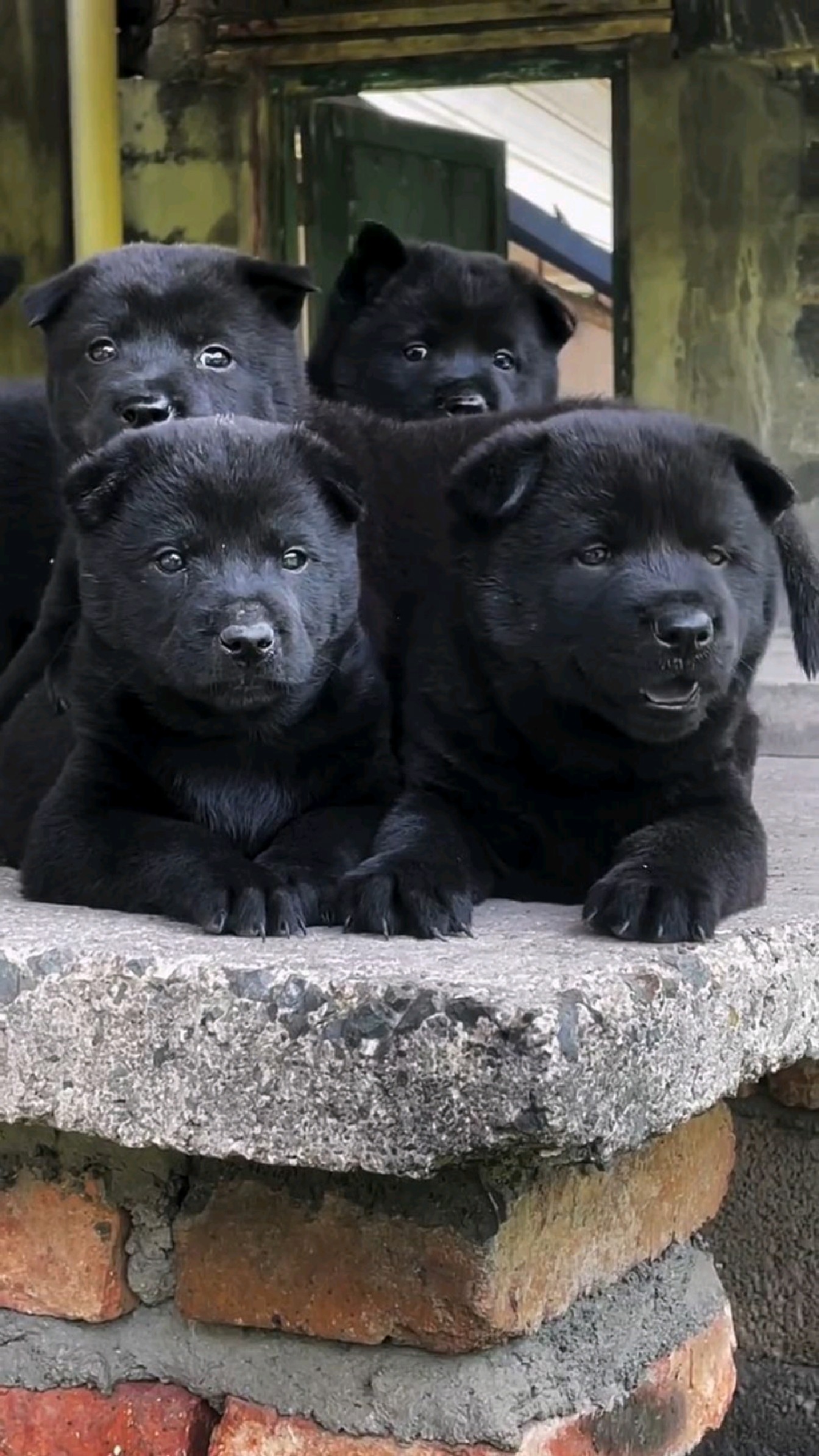 五黑犬#萌宠撒欢节