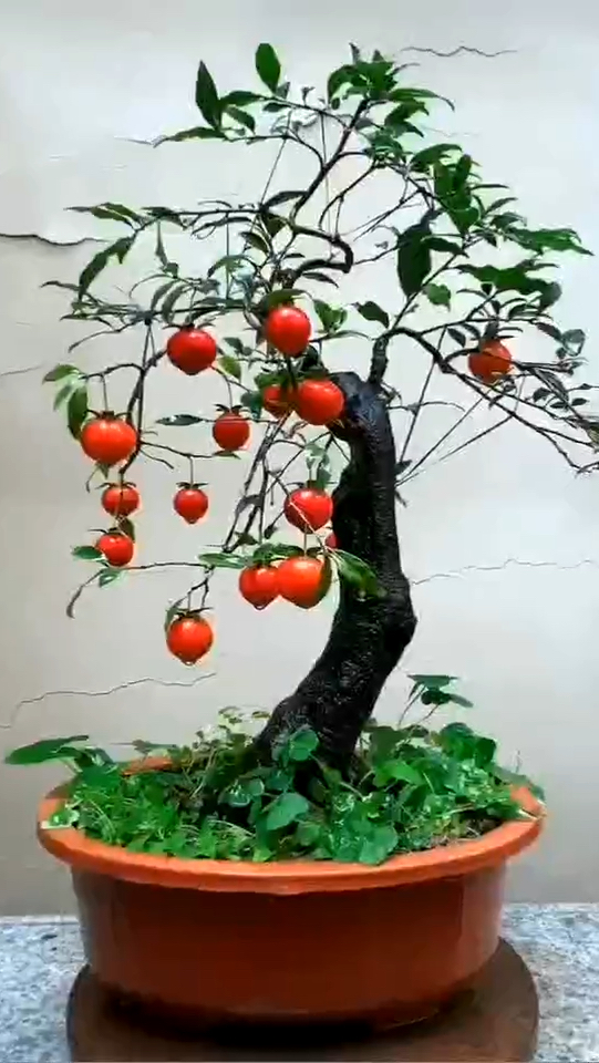 每年都会结果的金弹子,看着让人赏心悦目