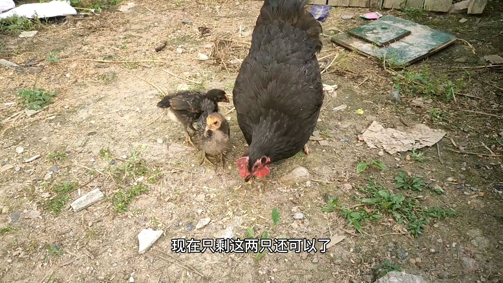 出了一个月的小鸡,竟然生病了,没有任何补救措施!