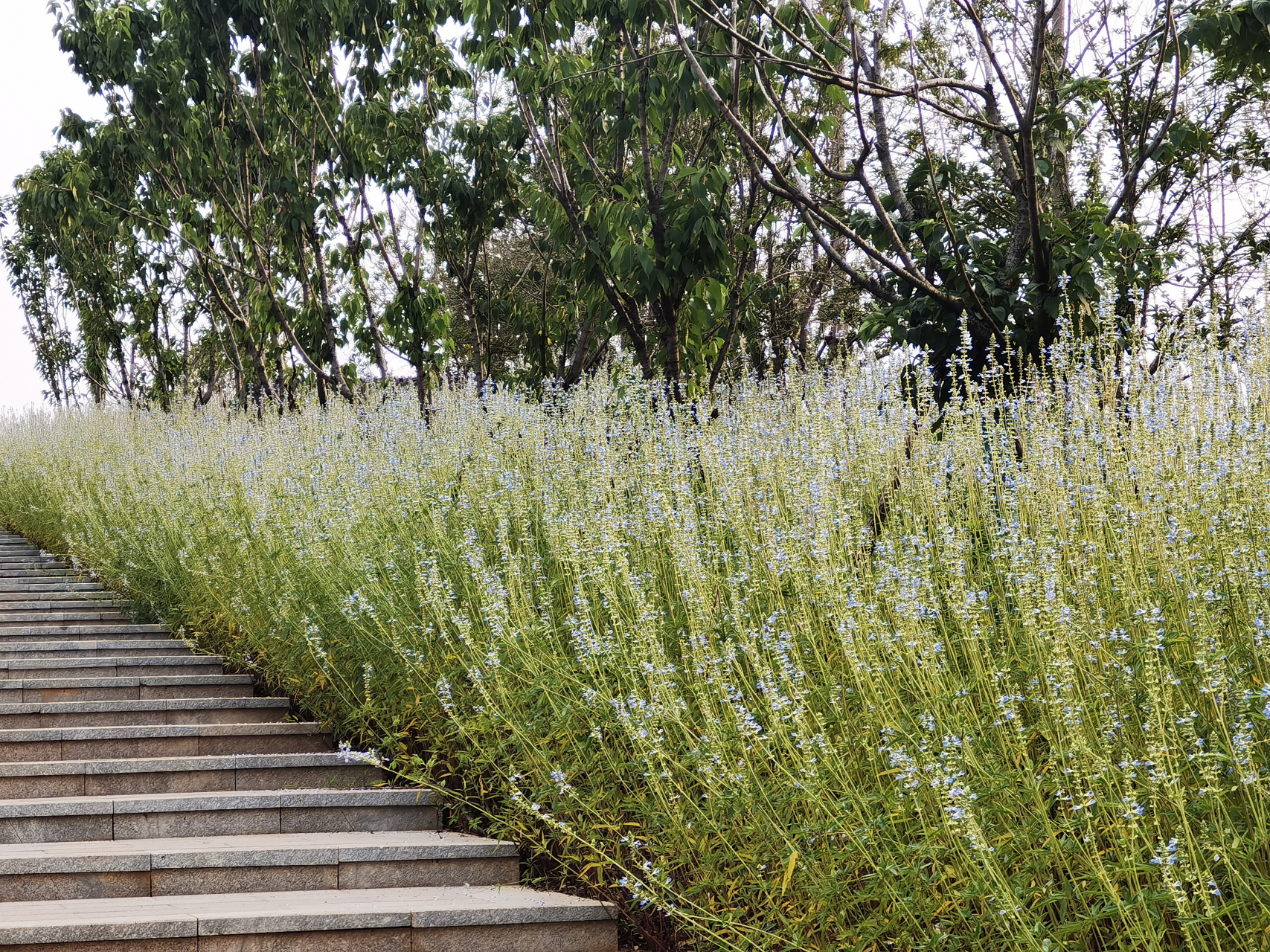 公园里天蓝鼠尾草长的非常茂盛,开着蓝色小花,走近它,闻着很香很香.