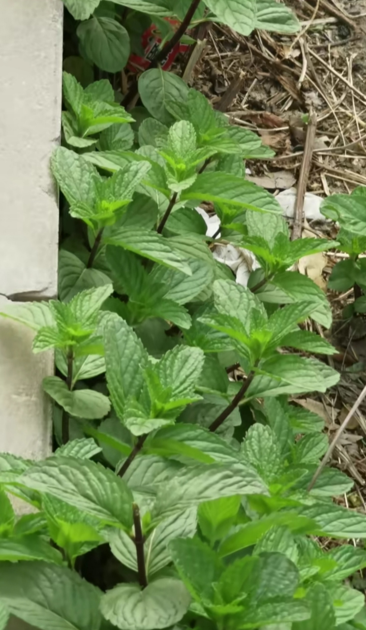 这是十香菜还是薄荷?