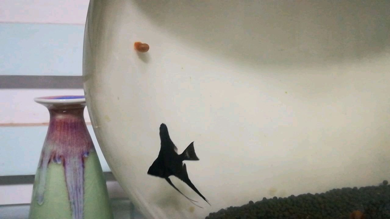 这样的燕儿鱼才是正宗的墨燕儿鱼!