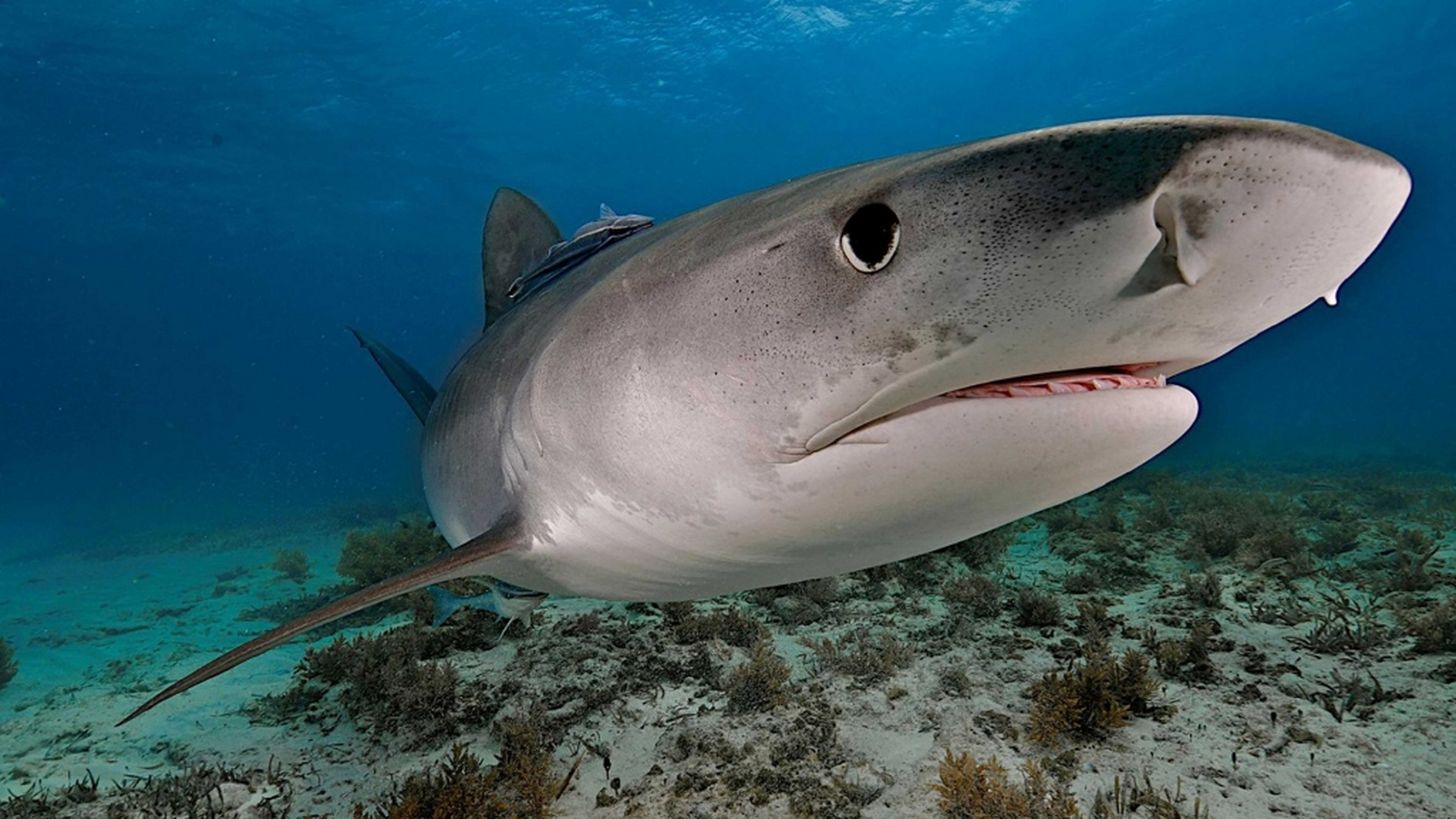 深海大鲨鱼,鲨鱼为一种古老的鱼类,从出土的许多鲨鱼牙齿和棘的碎片看