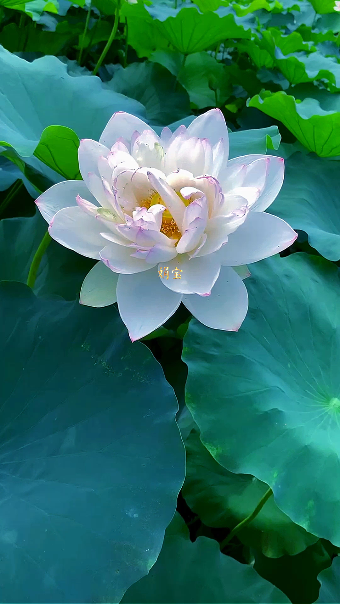 佛莲花愿你好运连连万事大吉