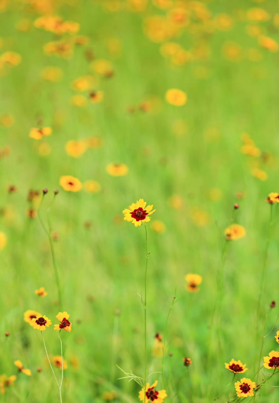 奥林匹克森林公园蛇目菊,又叫小波斯菊,金钱菊,孔雀菊,它的花语:恳切
