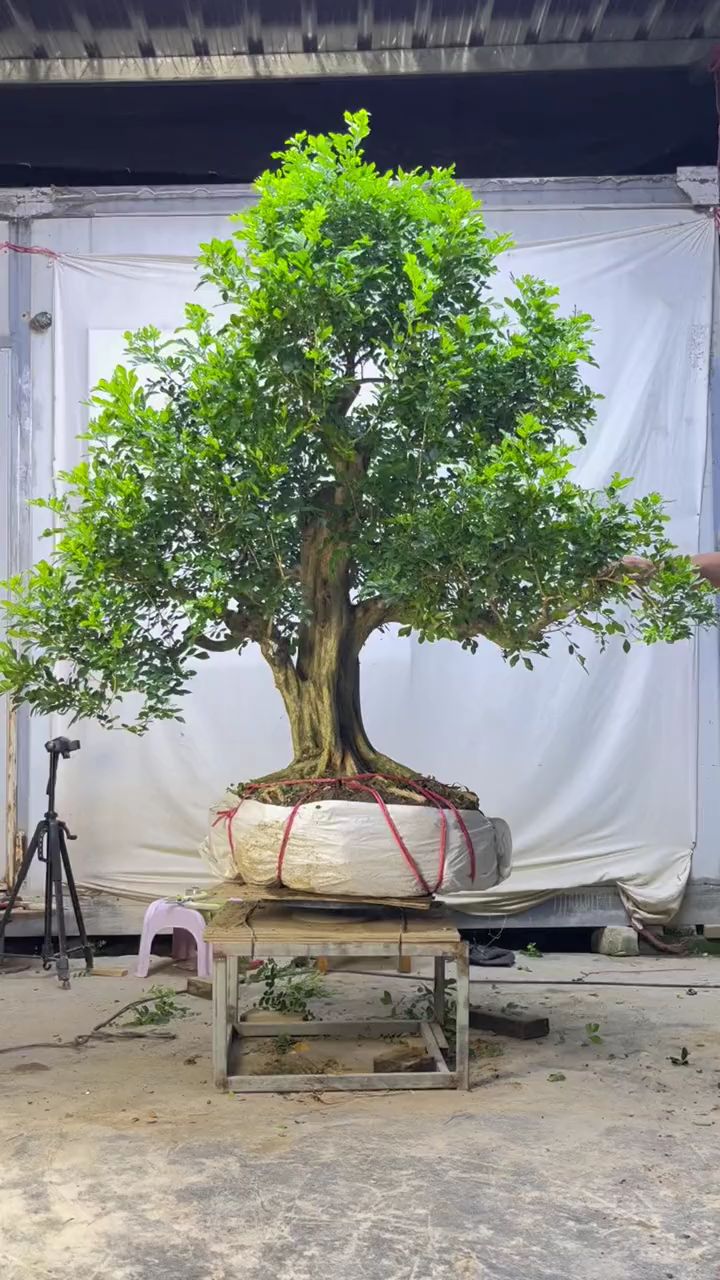 九里香 大型精品老桩古桩,起坑起骨 岭南九里香盆景.