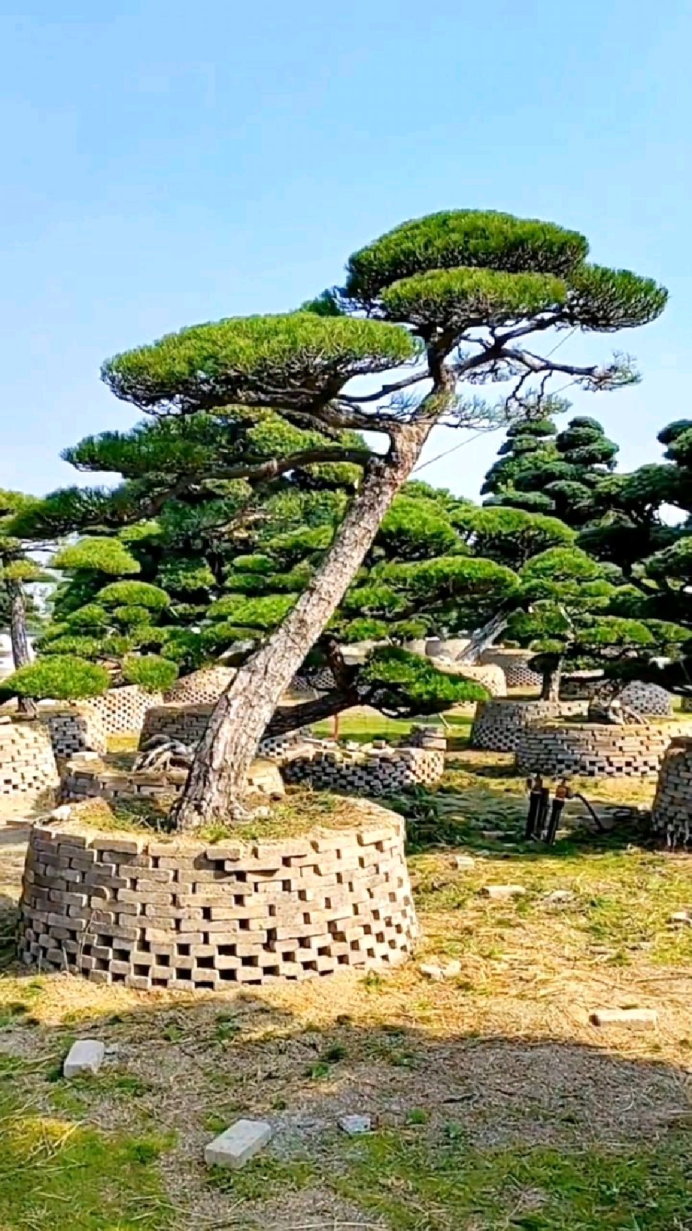 斜飘黑松,这个造型太好看了