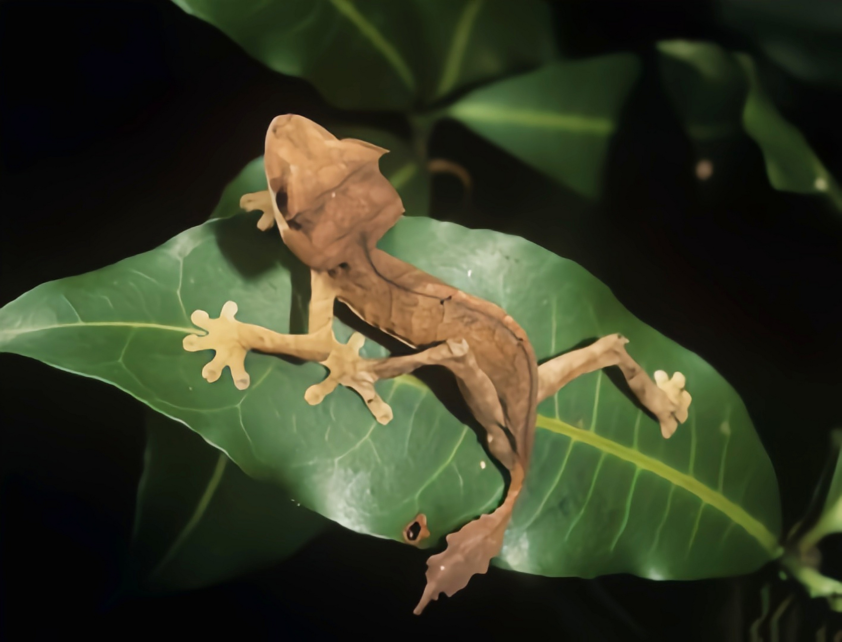 虎,原产于马达加斯加西部,北部,诺西贝岛,是一种濒临灭绝的树栖型壁虎