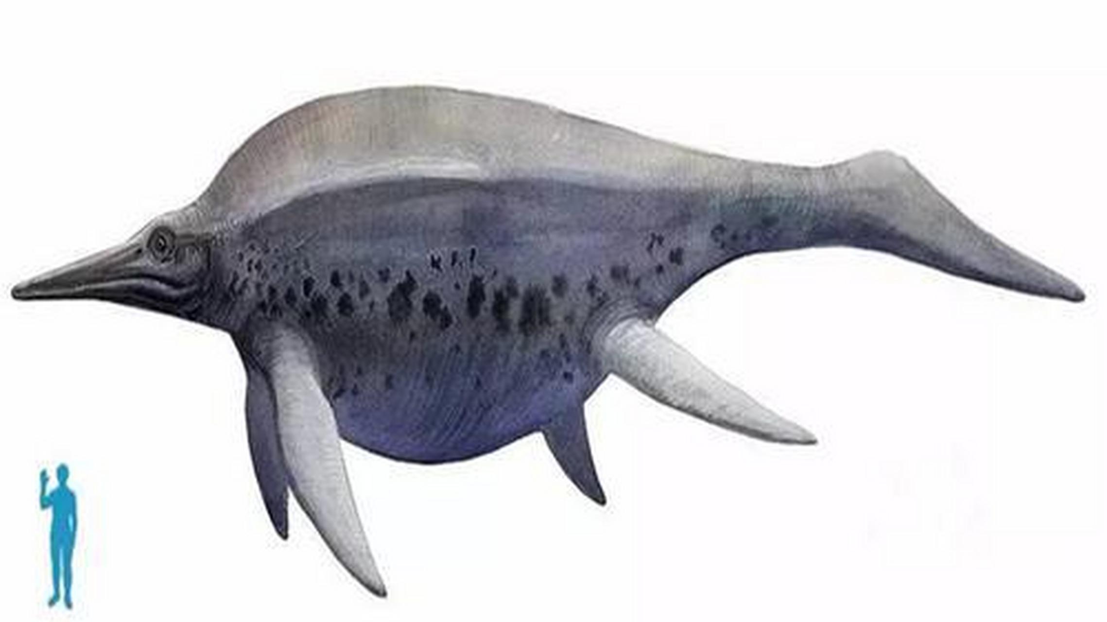 新西兰大鱼龙有望超越180吨蓝鲸  蓝鲸目前被认为是地球上已知体积最