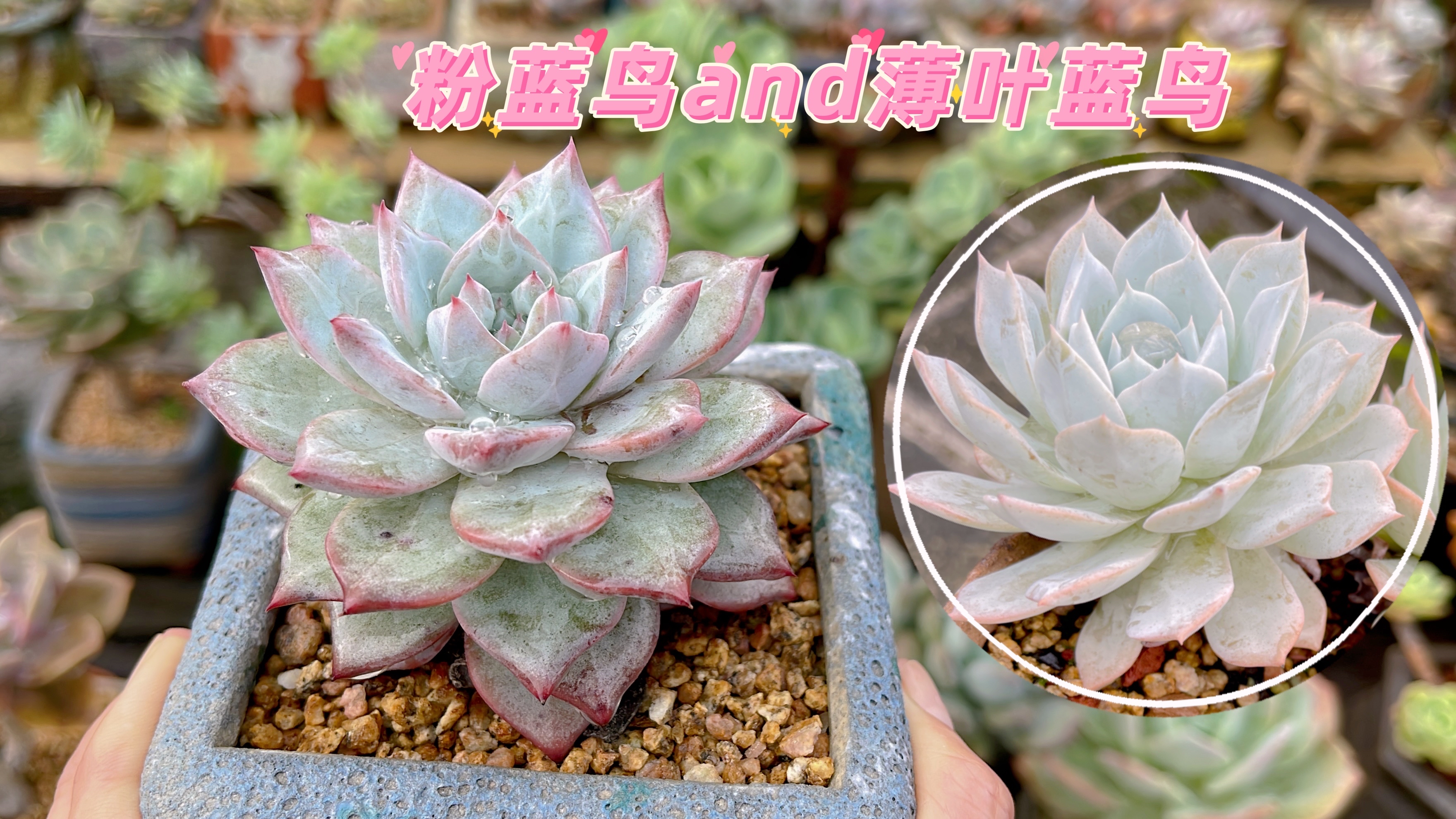 多肉粉蓝鸟和薄叶蓝鸟的特点和区别,分享它们的养护经验