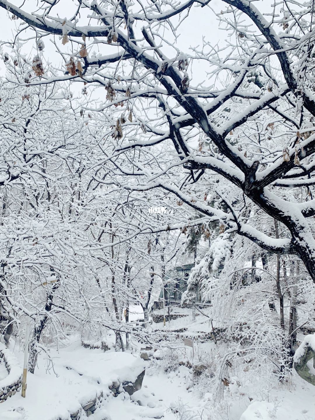 今日腊月十六,阴天下雪有啥预兆?春节是否会冻破脸?看农谚咋说