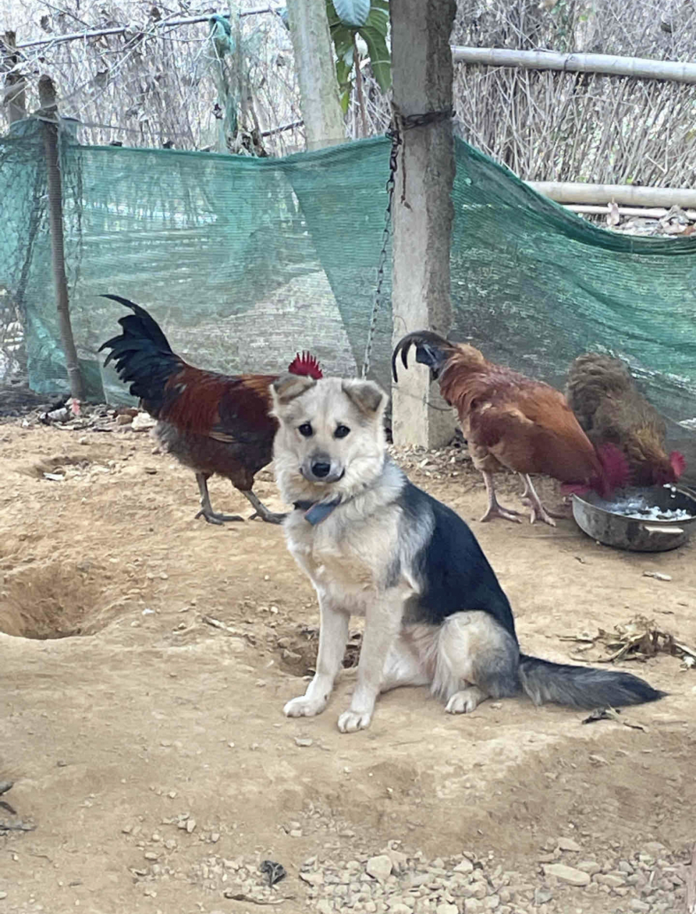 邻居家的傻狗被炖了[泪奔][泪奔]