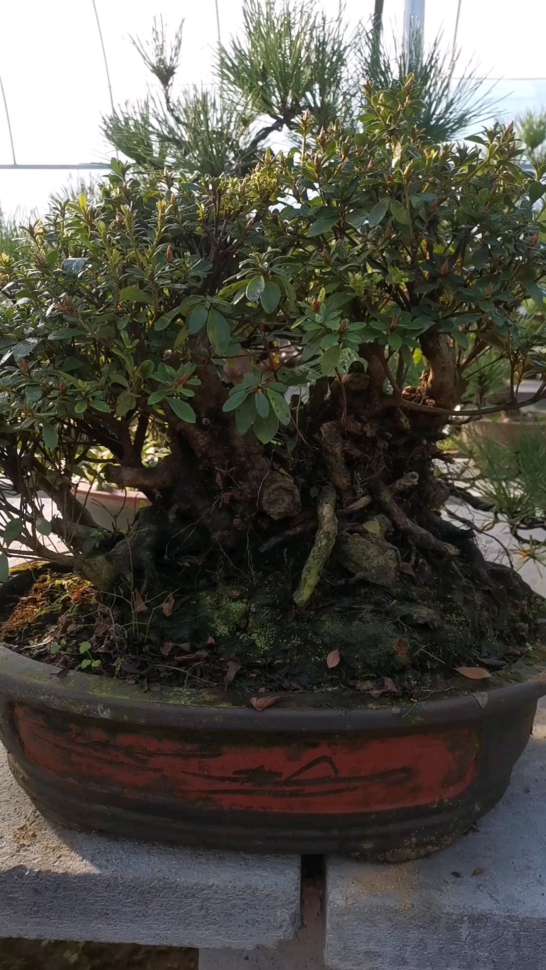 老桩坨根鹿山杜鹃