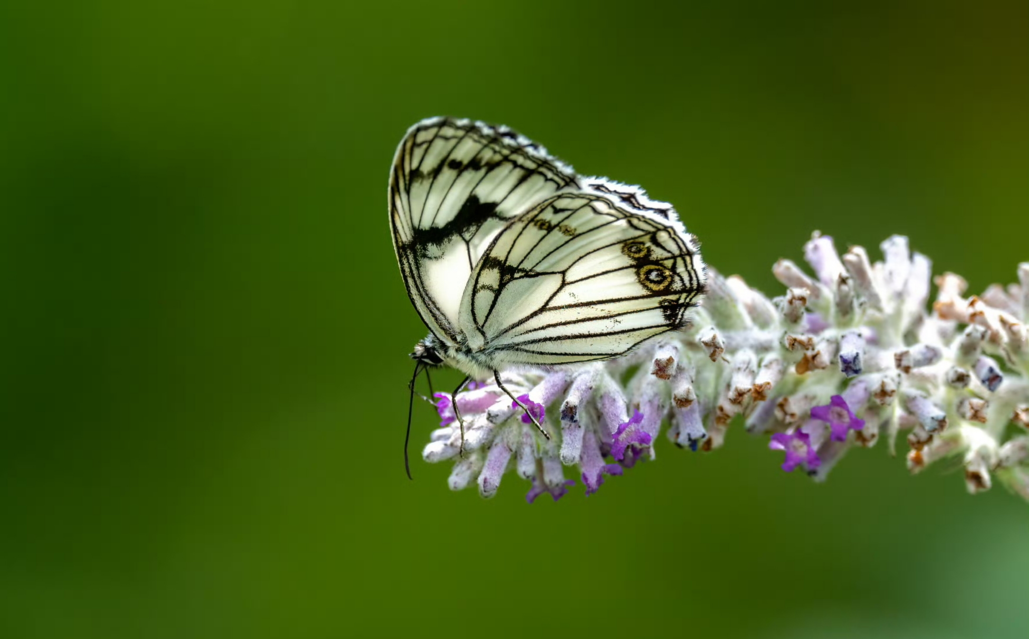 黑纹粉蝶 这是当时布瓦村数量最多的蝴蝶,黑白分明与花相相伴,俏也不
