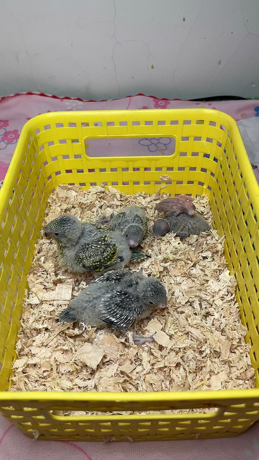 手养虎皮鹦鹉幼崽