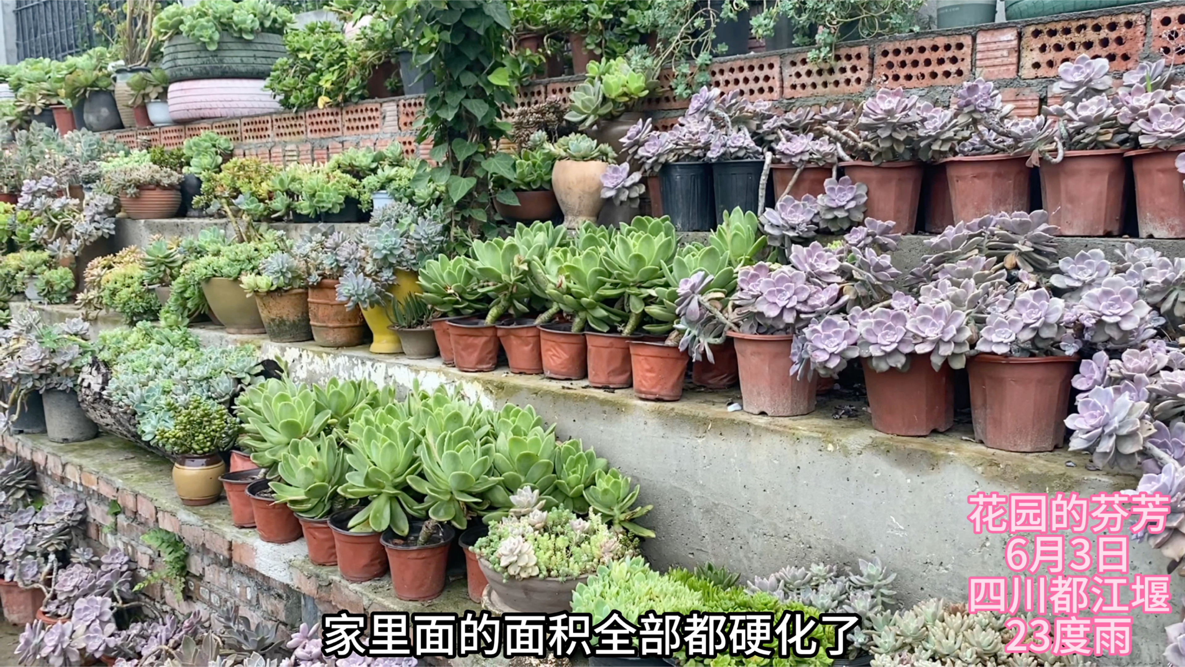 一镜到底:带你看看我亲手改造的1000平多肉小院,有鱼池和菜园