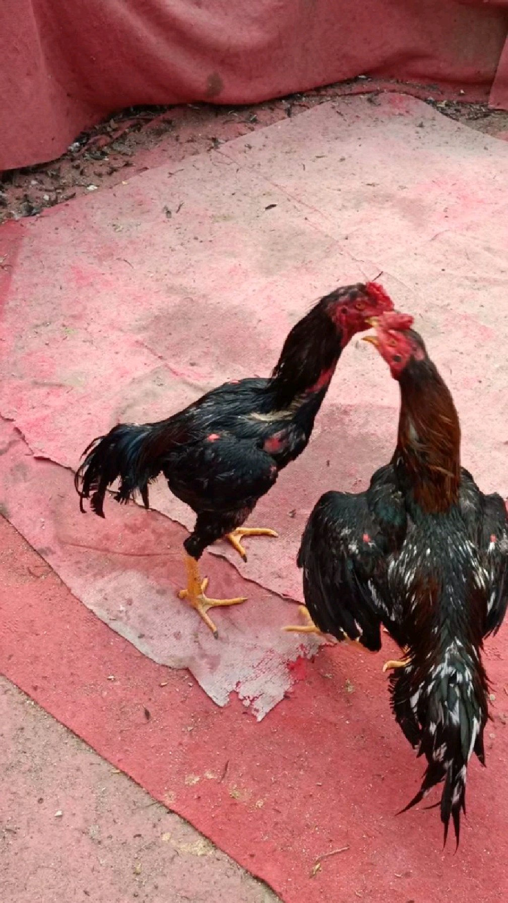 斗鸡点位打的可以,腿腿都打在有效部位