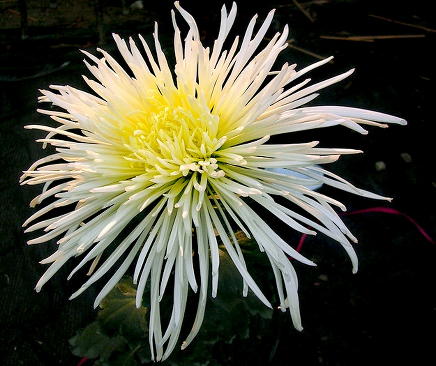 九月动态激励计划# 菊花——玉翎管  玉翎管是名贵菊花"细管瓣类揪 