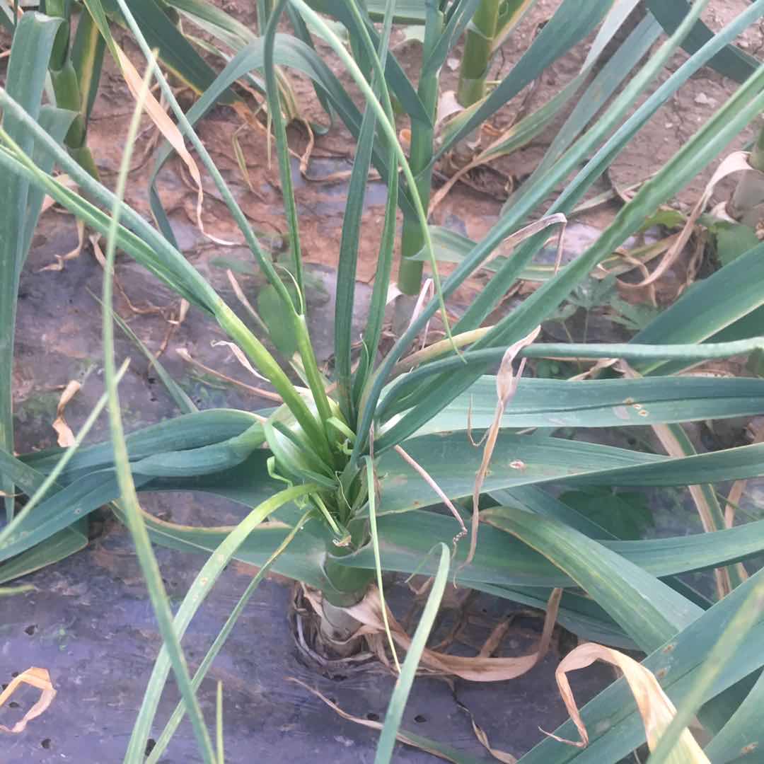 大蒜- 热门商品专区