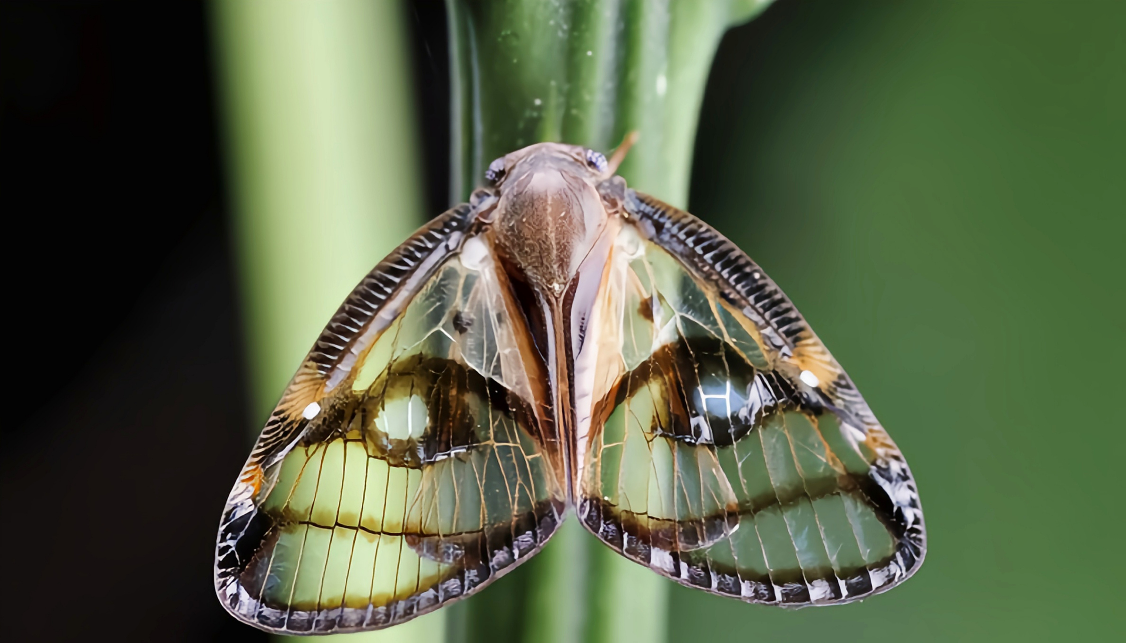 每天认识一种昆虫——眼纹广翅蜡蝉 眼纹广翅蜡蝉是同翅目,广翅蜡蝉科