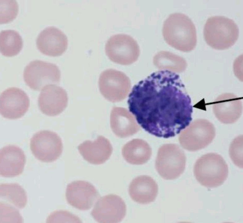嗜酸性粒细胞显微镜图图片
