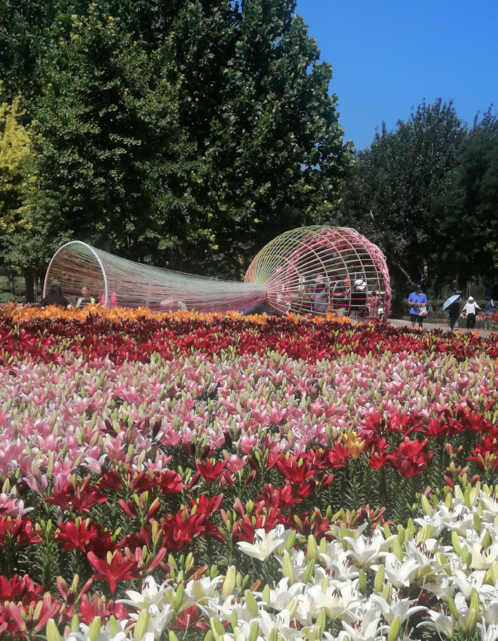 花乡公园百合花探访掠影,花乡百合绽放鲜花.