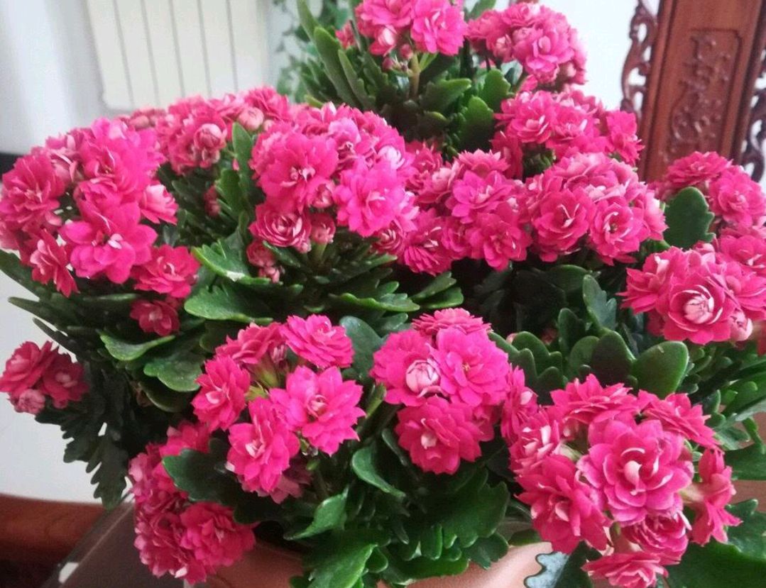 掌握正确的浇水方法,让你的长寿花更加艳丽,花期更长