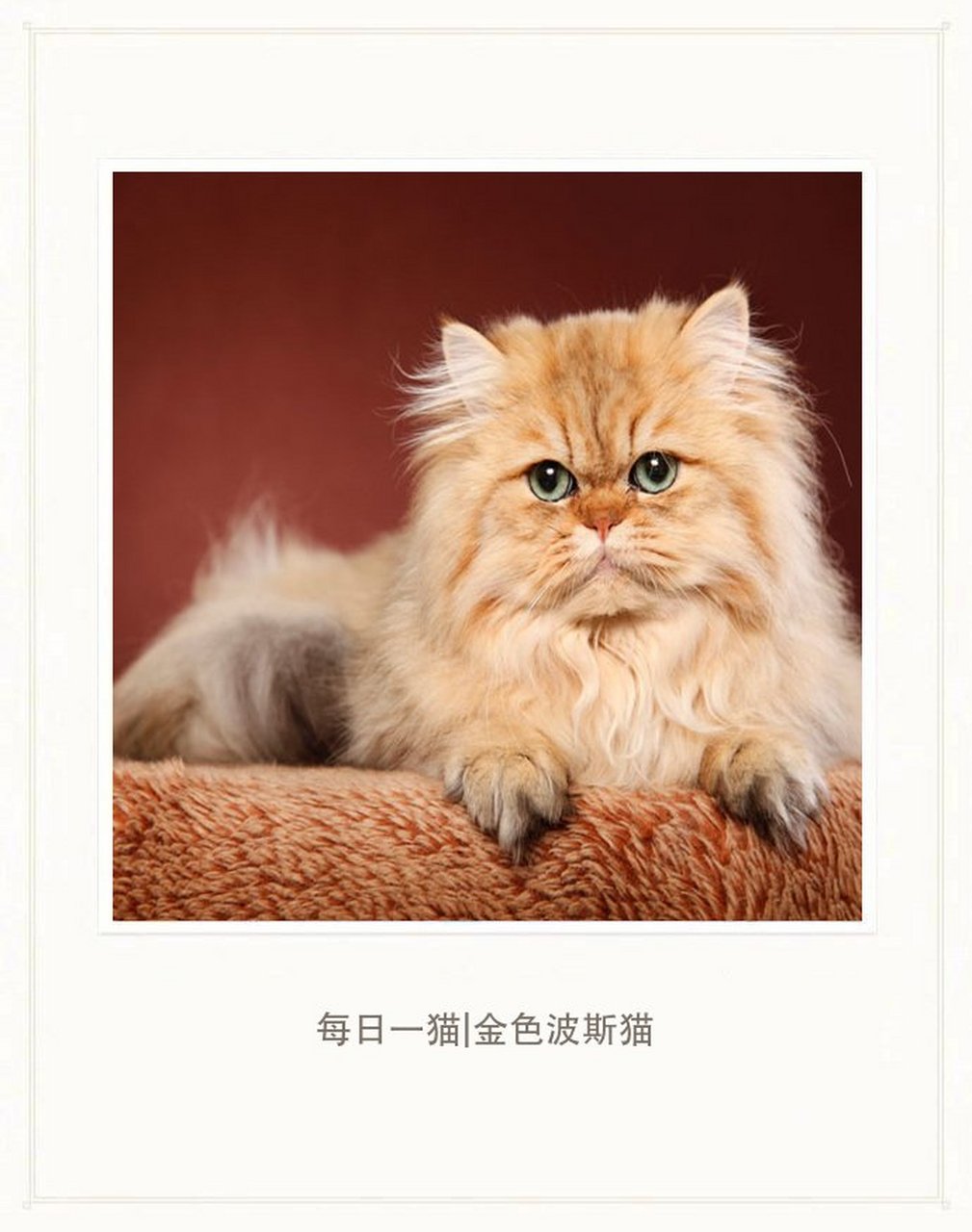 20世纪20年代,金吉拉猫生下的第一窝金色猫被纯种猫界视为次品.