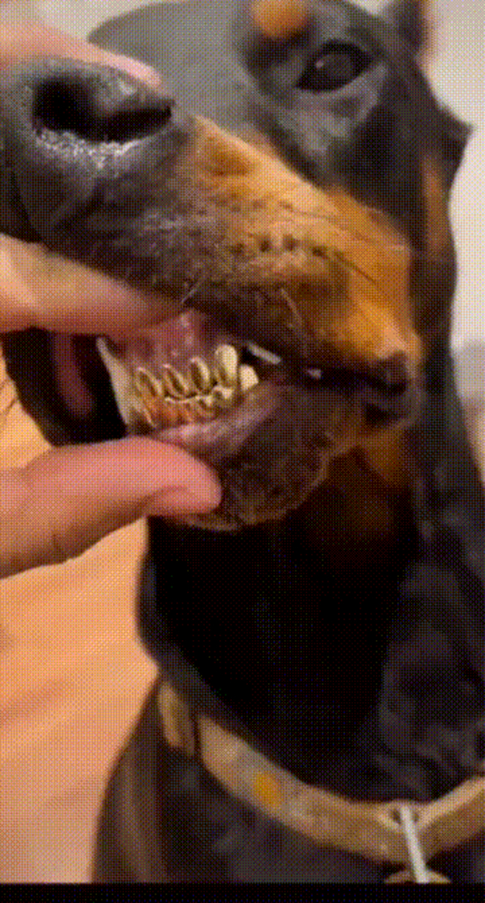 这就是传说中的钛合金狗牙吧