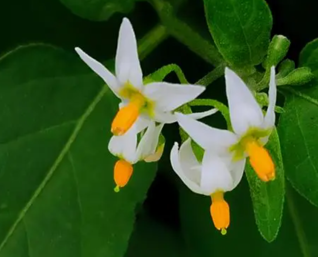 龙葵花是什么样子的