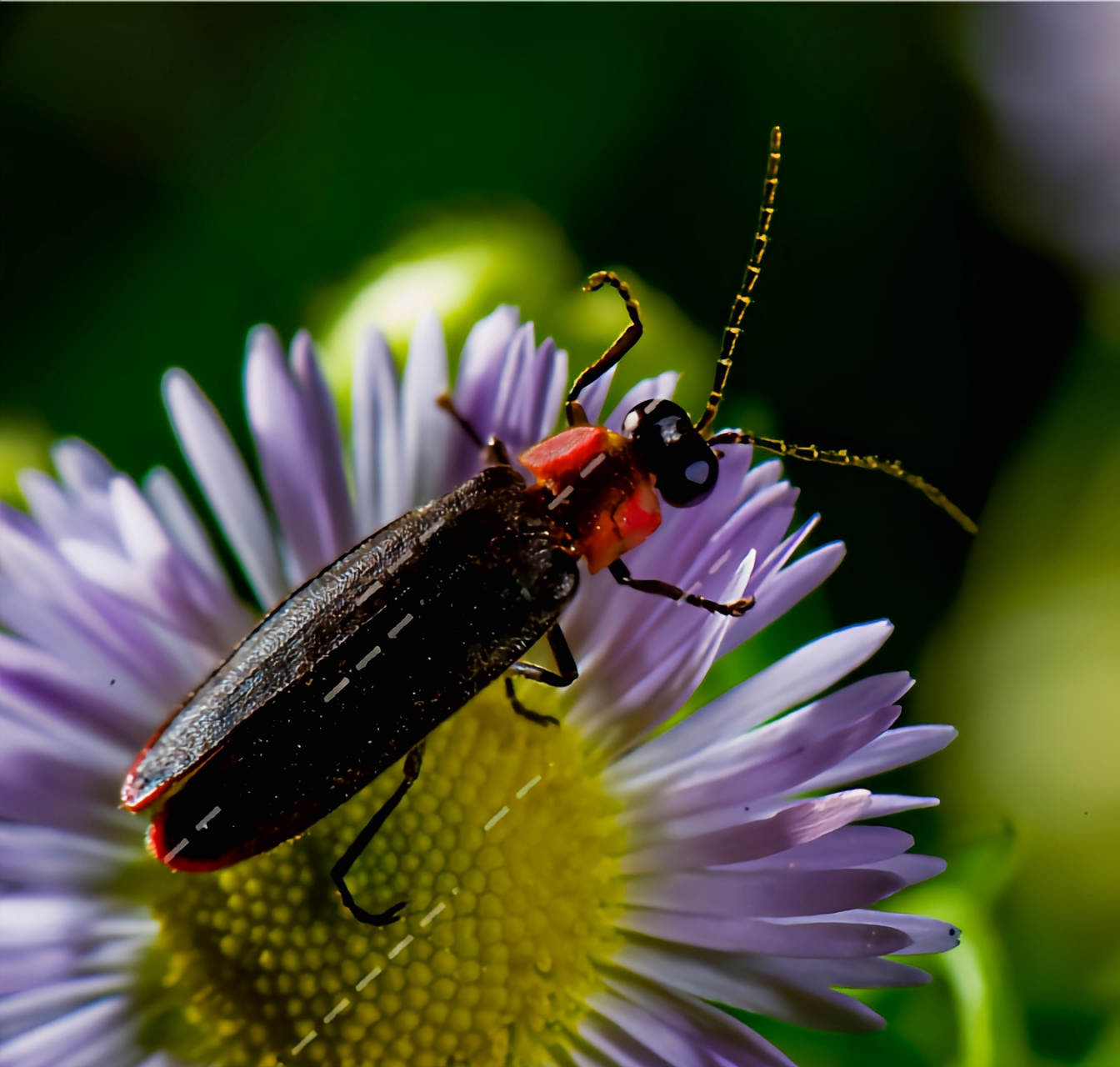 每天认识一种昆虫——三叶虫萤 三叶虫萤别名三叶虫红萤,是鞘翅目,萤