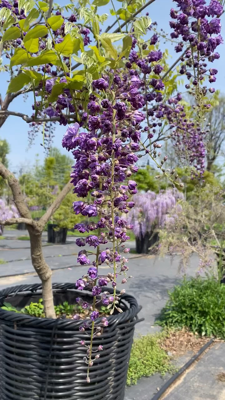 紫藤花八重黑龙